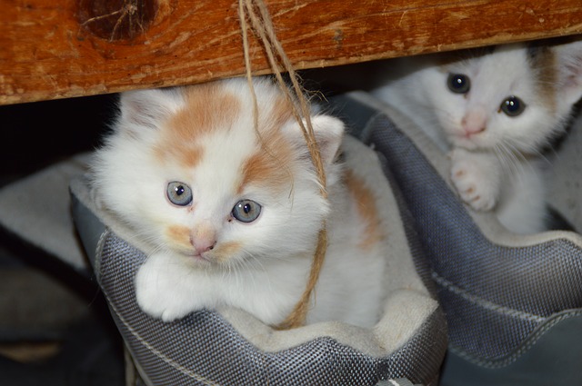 Kittens in schoen