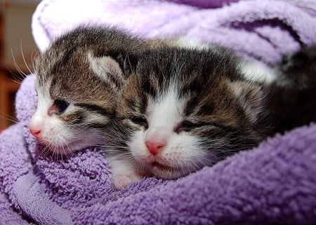 Pasgeboren kittens