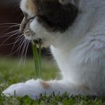 kattengras eten