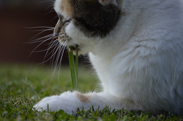 kattengras eten