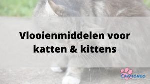camouflage taal oorlog Beste vlooienmiddel 2022 voor je kat: Voor je kat, je kitten en je huis -  Catmoneo