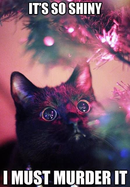 It's so shiny Christmas Cat