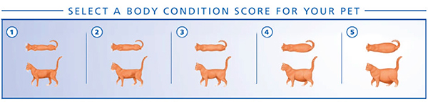 Body Condition Score Kat