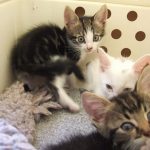 rescue kittens