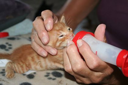 Kitten krijgt melk