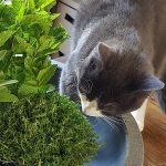 Kat plant