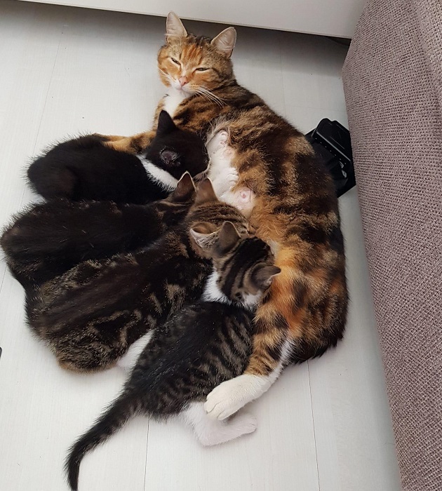 Hereniging kitten met mama