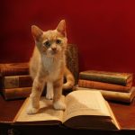 Kitten op boek