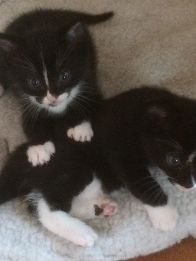 Kittens 4 week