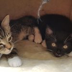Kittens 7 week
