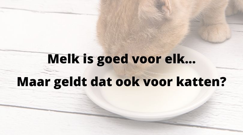 Mogen katten melk als snack