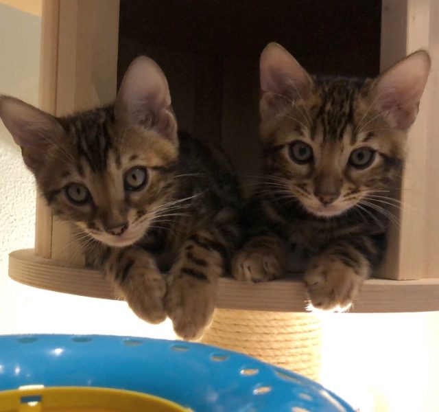 Twee Bengaalse kittens