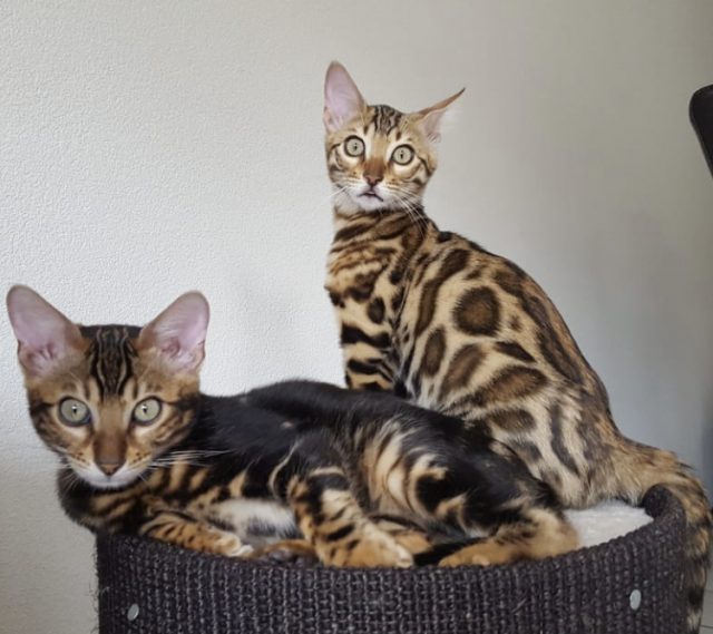 Kittens Bengalen