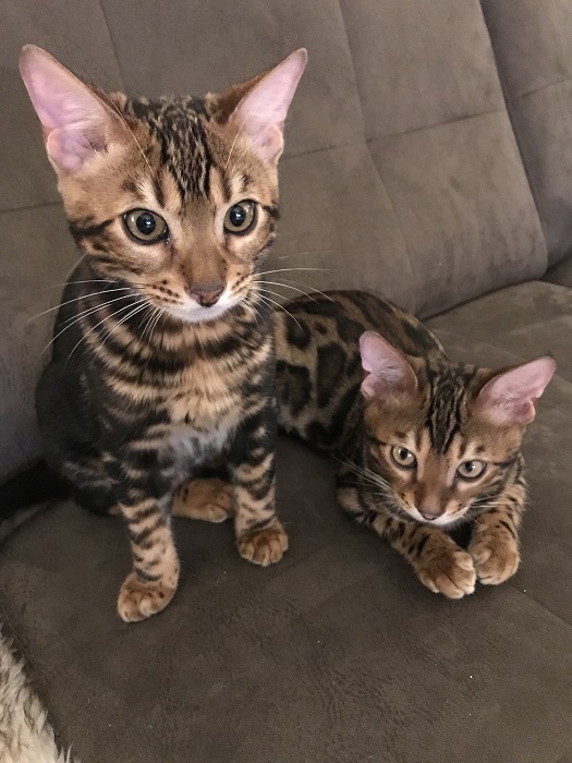 Kittens Bengalen