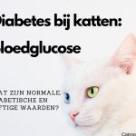 Diabetes bij katten Bloedglucose