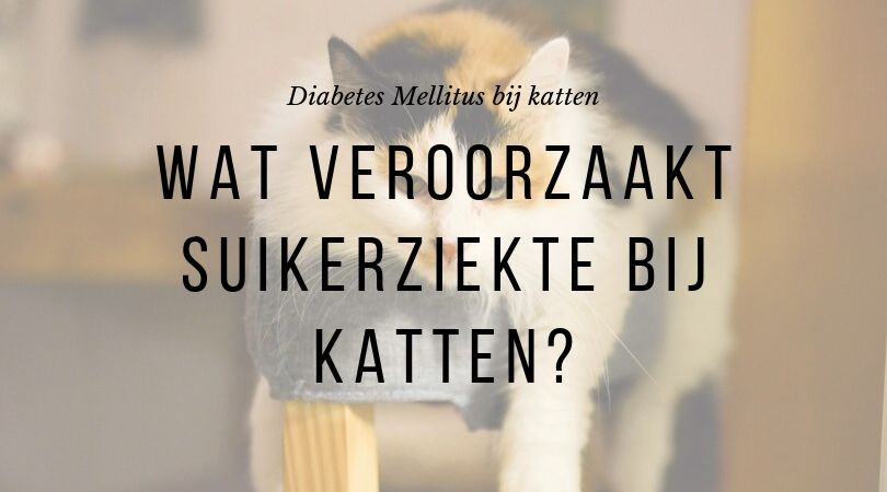 Wat veroorzaakt diabetes bij katten