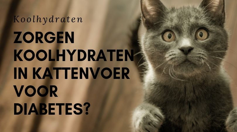 Zorgen koolhydraten in kattenvoer voor diabetes