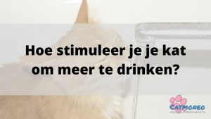 Hoe stimuleer je je kat om meer te drinken