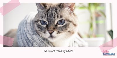 Catmoneo-Voedingsadvies-1